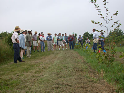 Examining Badgersett clones