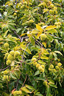 NeoHybrid chestnut crop