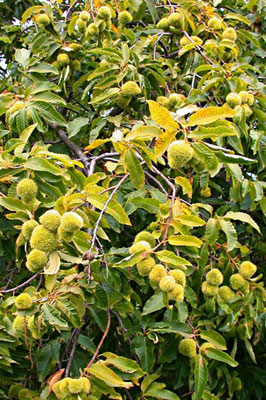 Chestnut crop