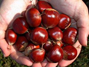 Chestnuts