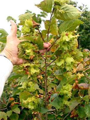 Hazelnut crop