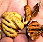 Thin-Shelled Hickory-Pecans