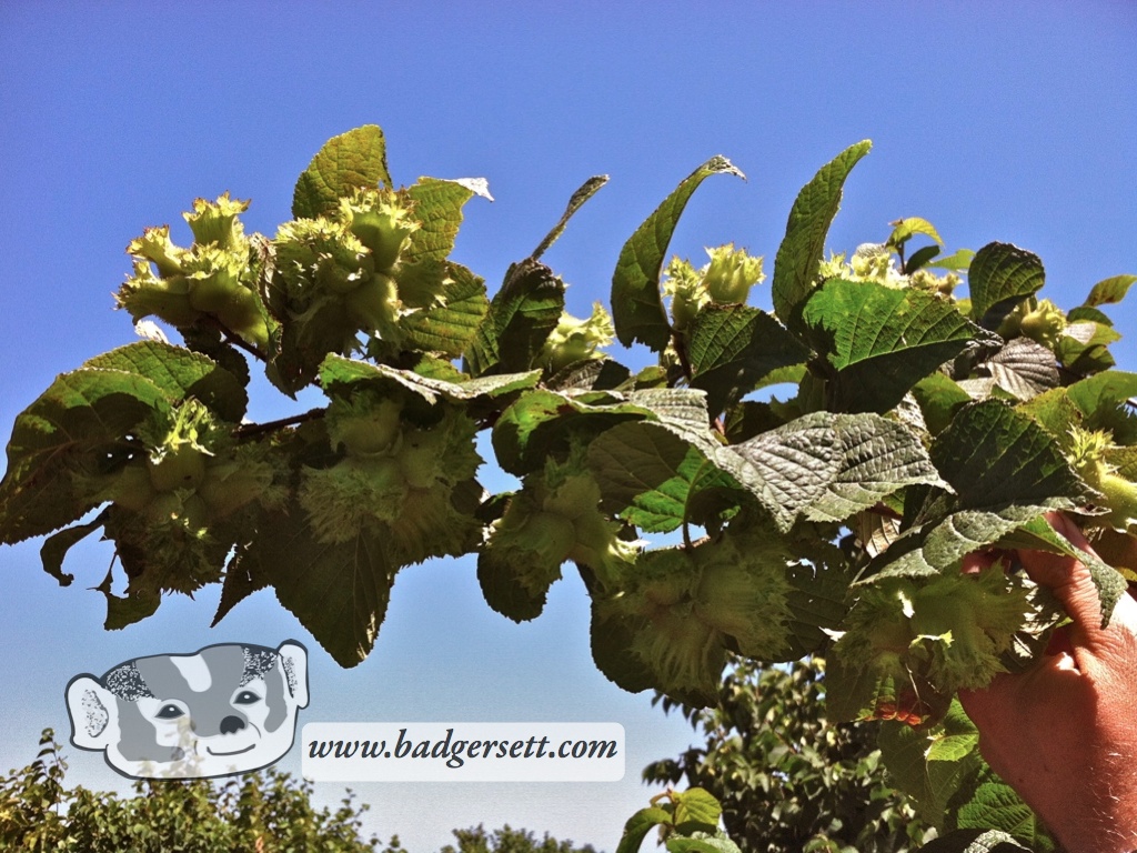 Hazelnut crop