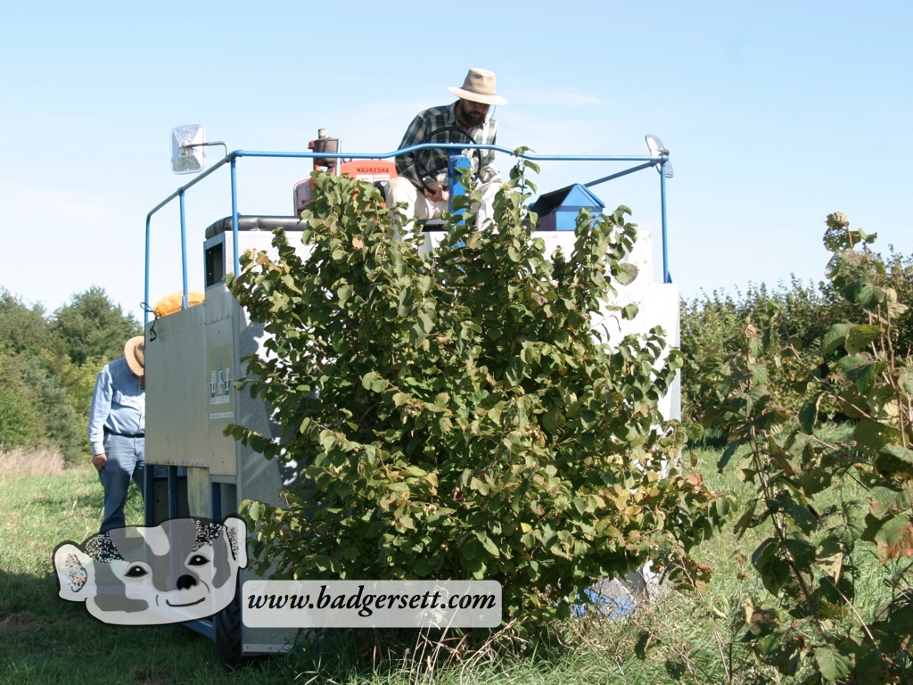 Hazel Harvester Taking In Bush