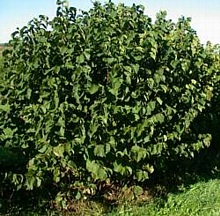 Badgersett hazels are grown as bushes, not as trees.