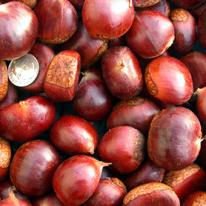 chestnuts