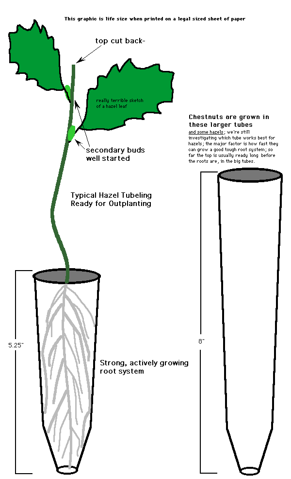 The tubelings you will receive from us are grown in plastic tubes, have had their tops snipped off to strengthen them, have active buds along the stem, and have strong, actively growing root systems.