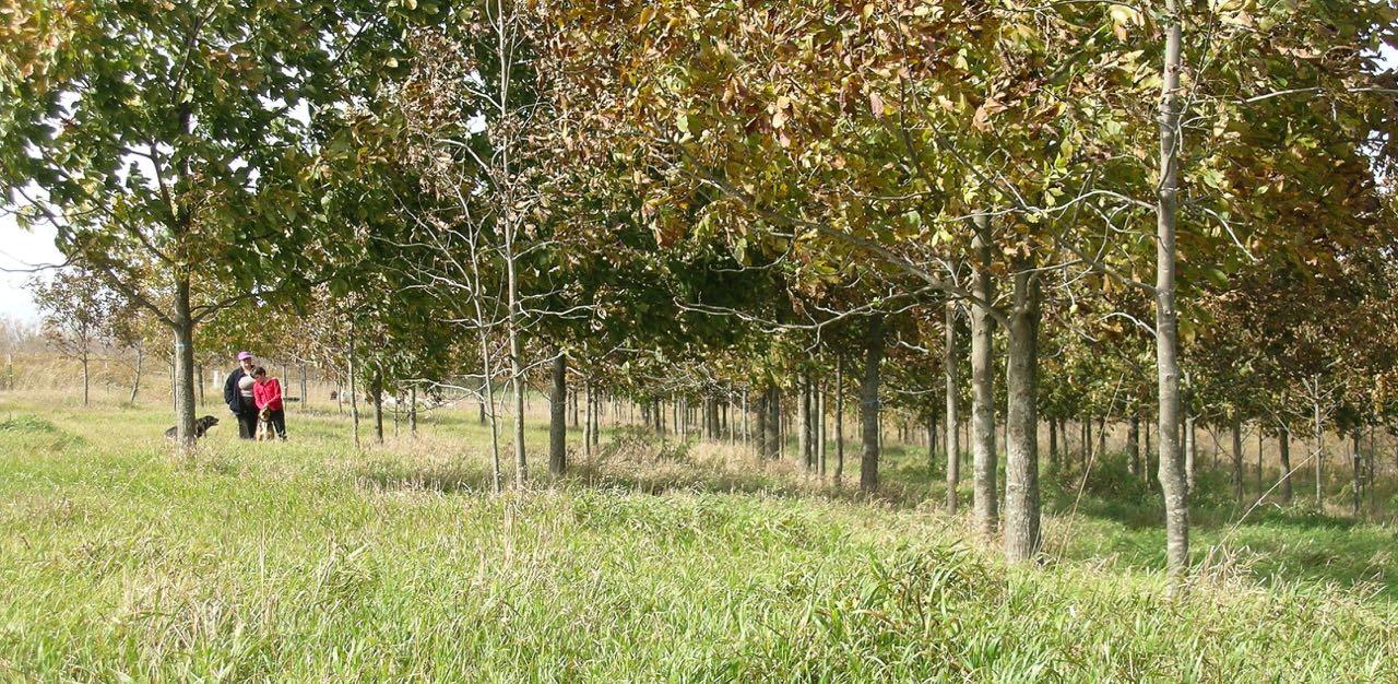 main field hickory-pecans