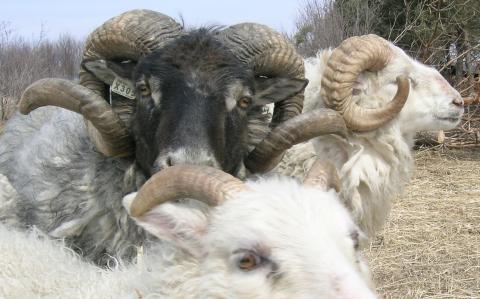 Icelandic sheep at Badgersett